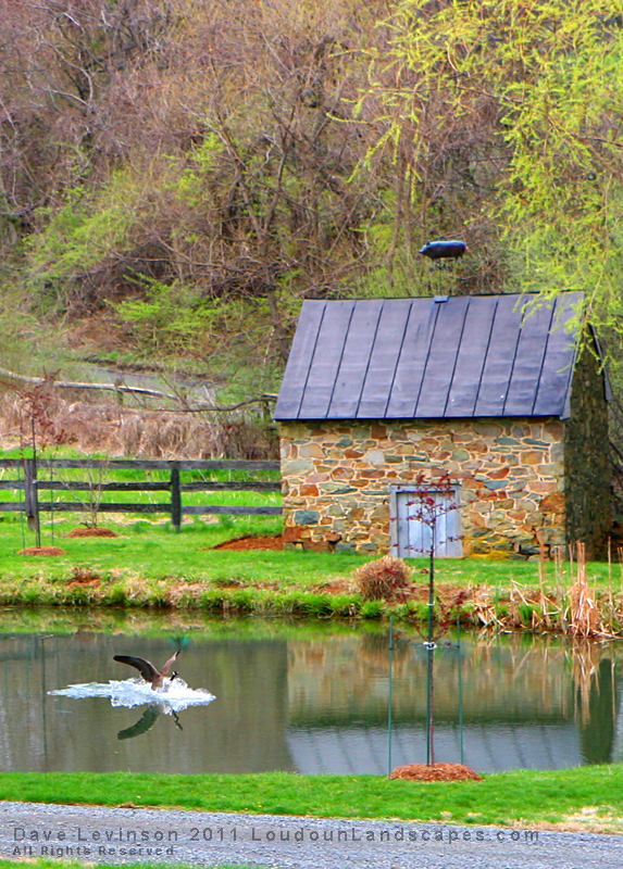 A Canadian Goose lands in a pond, next to a small stone house.